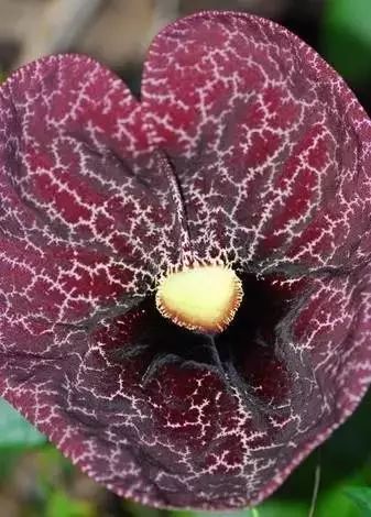 世界顶级奇花异卉,最美奇花异卉