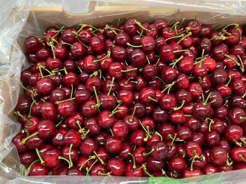 樱桃新品种皇家海伦,进口早熟樱桃品种