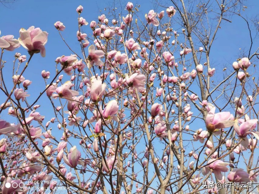 我的家乡商丘夏邑,夏邑又多一处美景有山有水还有花
