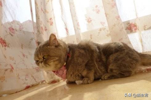 猫咪戴项圈导致脖子坏了怎么办,为什么猫咪不建议戴项圈防丢