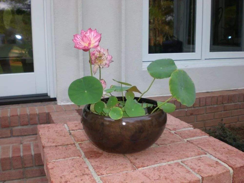 碗莲长得特别长怎么养才能开花,碗莲开花非常的漂亮而且时间长