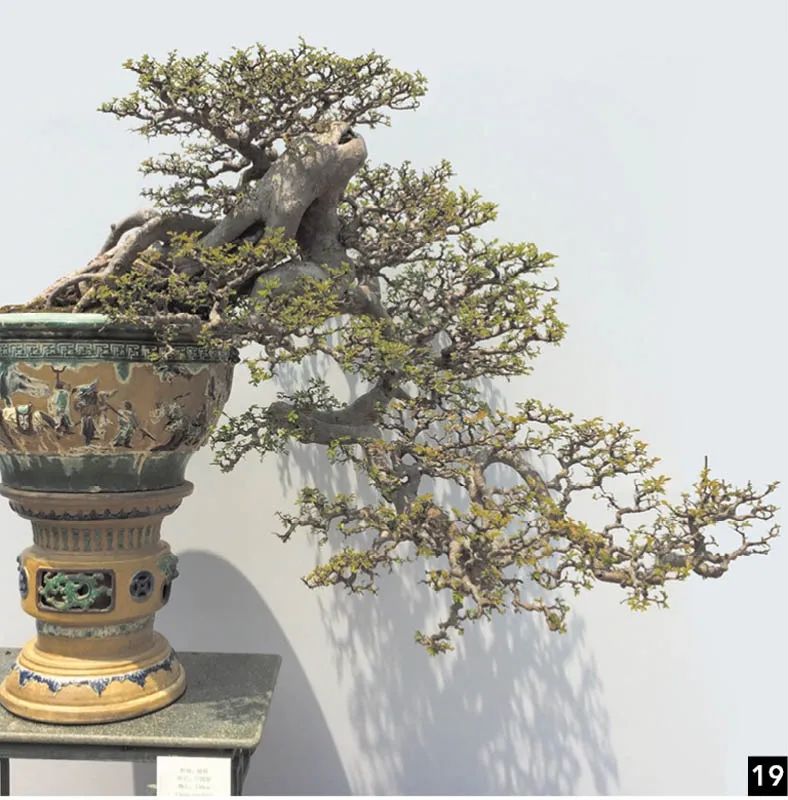 盆景修行,学习盆景技术最好的书