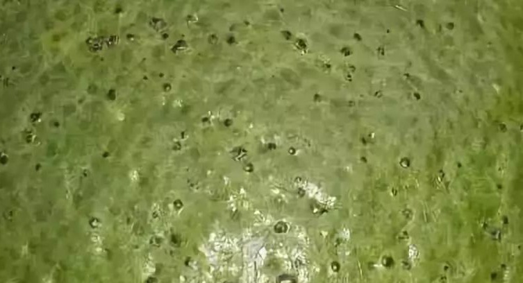 柑橘表皮有疙瘩怎么治疗,柑橘沙皮病危害