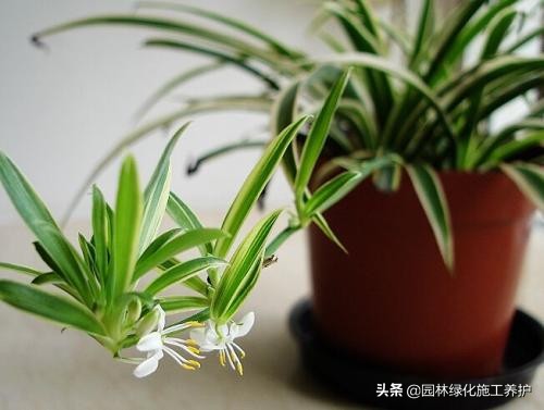 冬天吊兰放室外被冻死,吊兰放在室外叶子就变软