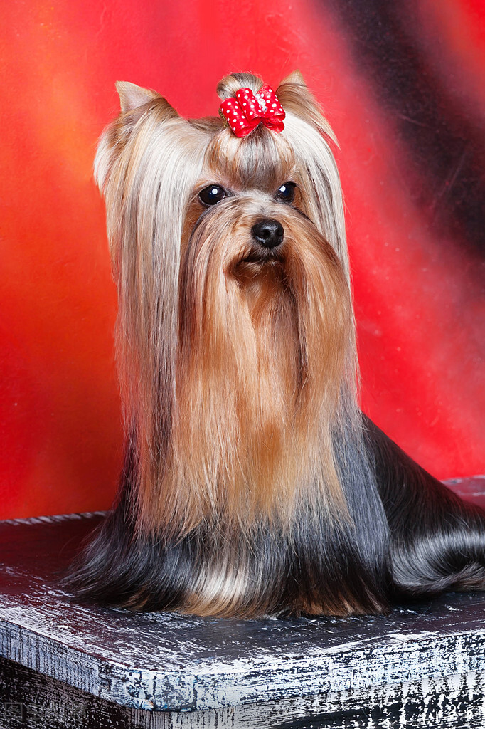 约克夏有没有繁育价值,3分钟热度的人适合养约克夏吗