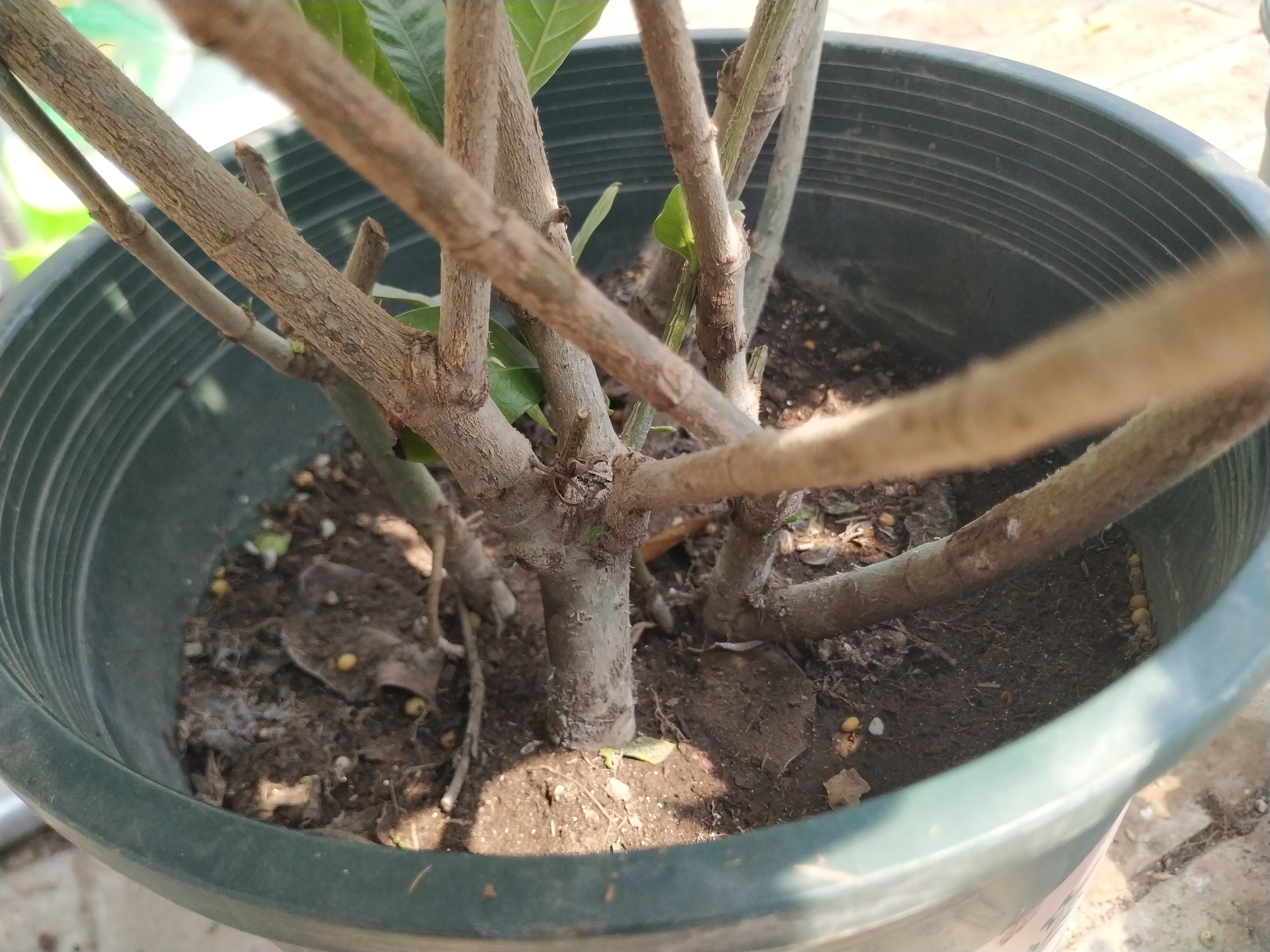 如何才能把栀子花养好,如何才可以把栀子花养好