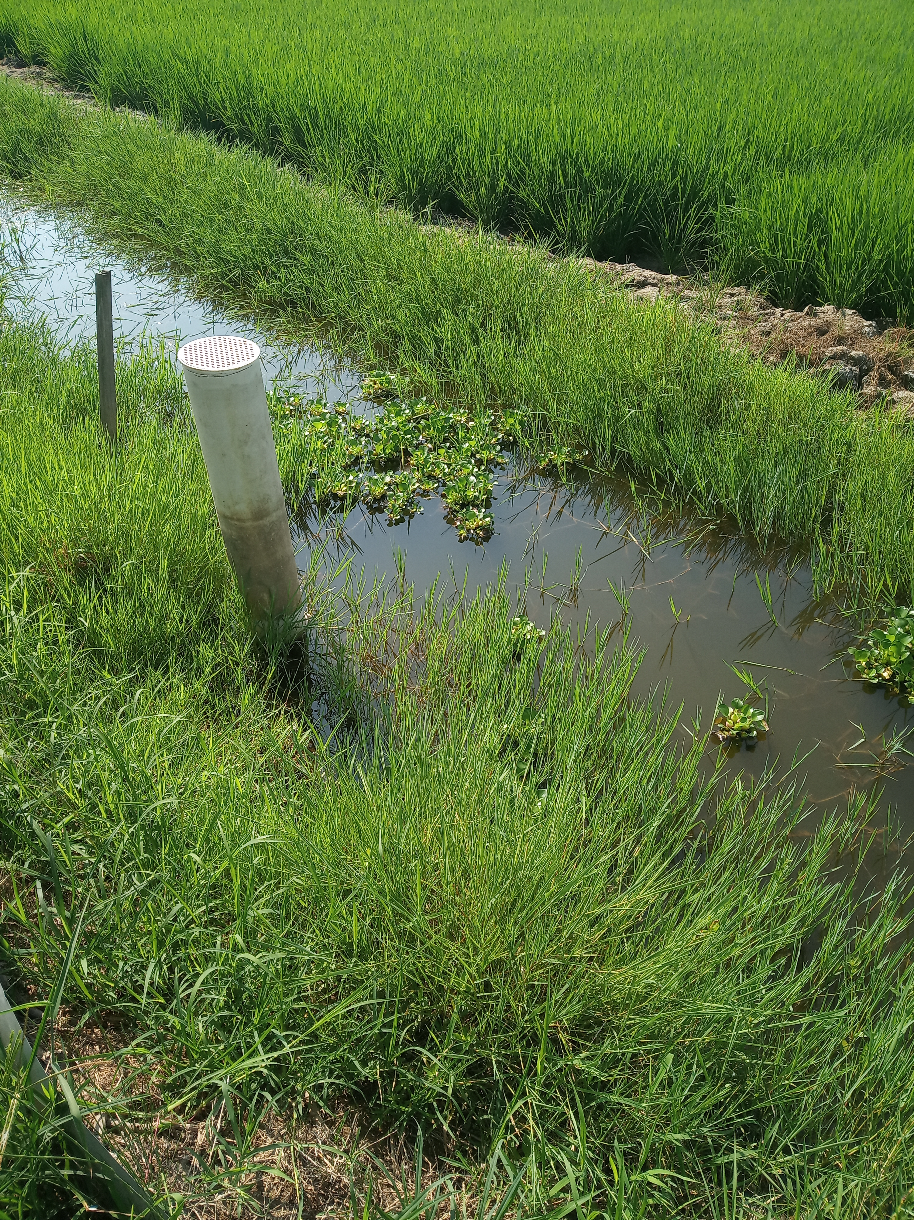 黄鳝是食肉的吗,黄鳝属于真正的鱼类吗