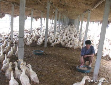 适合农村创业养殖项目有哪些,在农村创业养殖项目怎么做