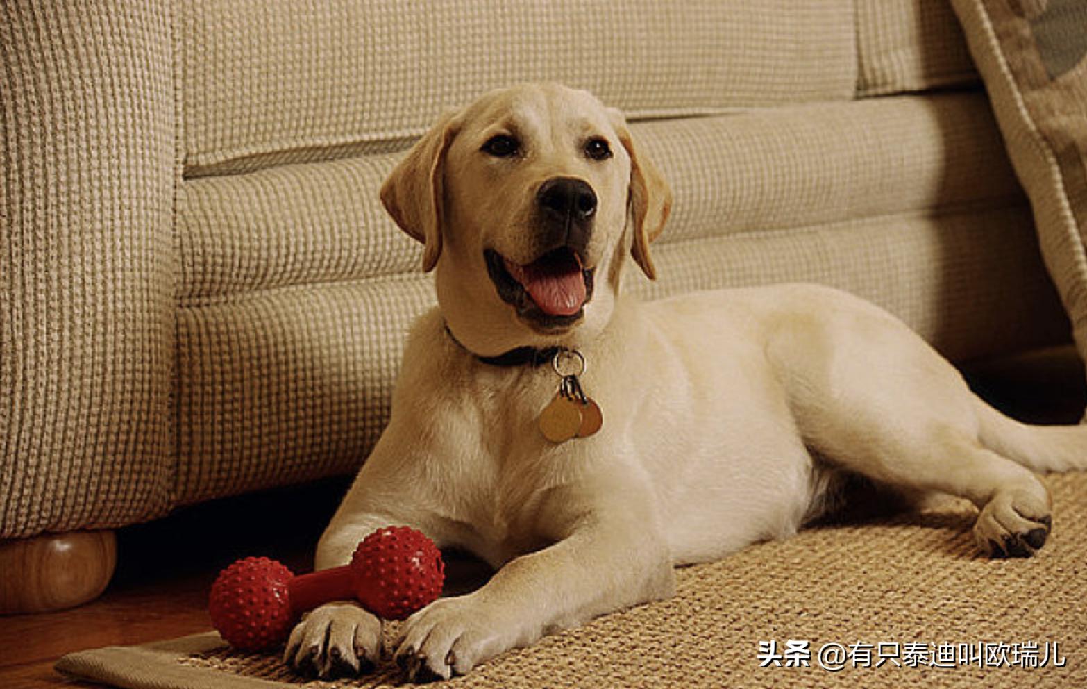 狗狗最喜欢的玩具去哪儿都会带上,小伶玩具狗狗的零食