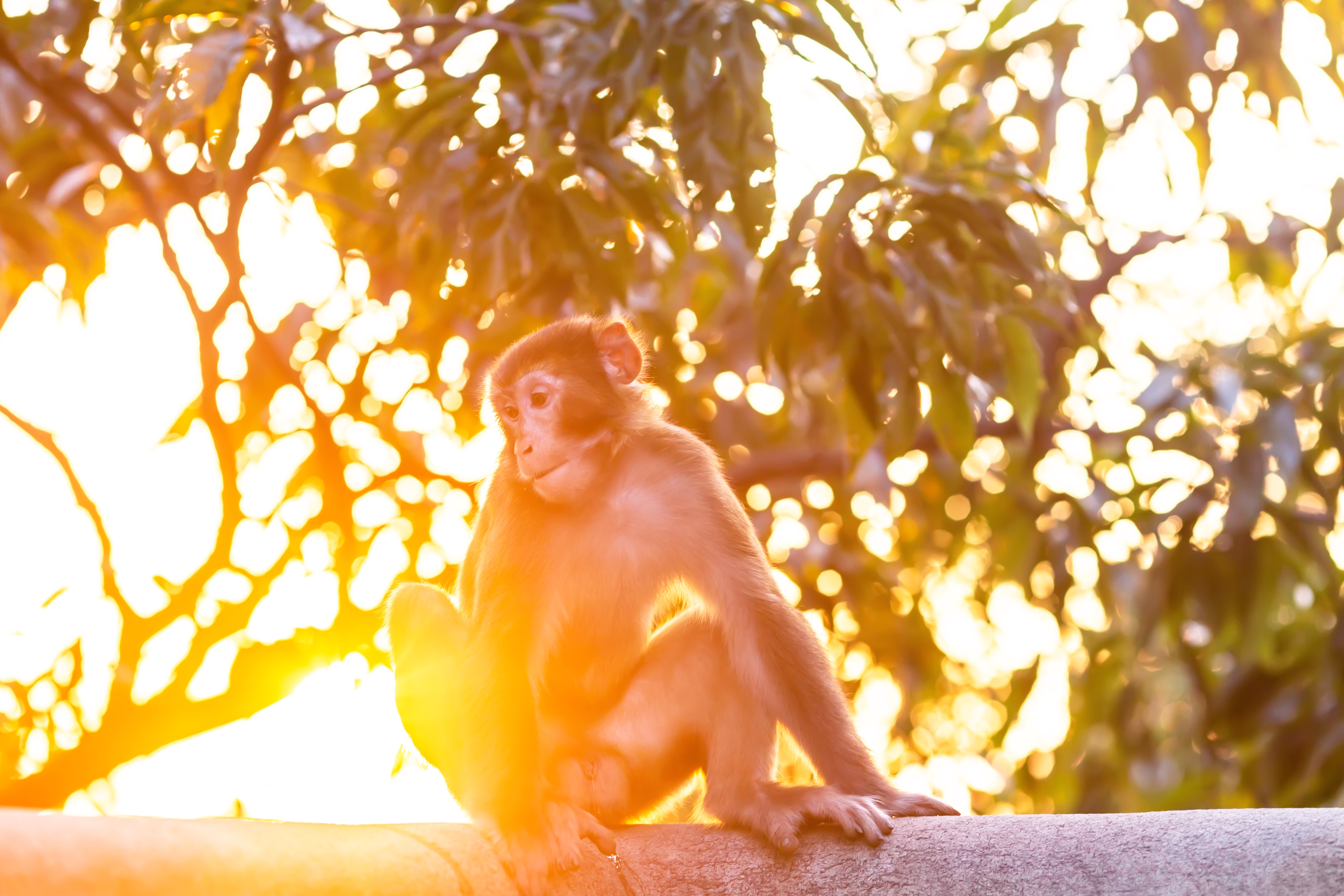 花果山景区的游玩攻略,情侣花果山旅游攻略