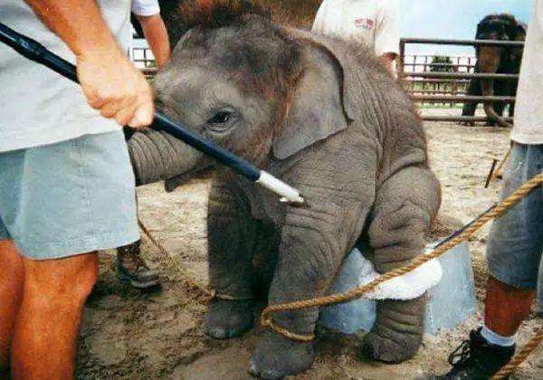 被判死刑的大象玛丽,大象为什么会被人绞死