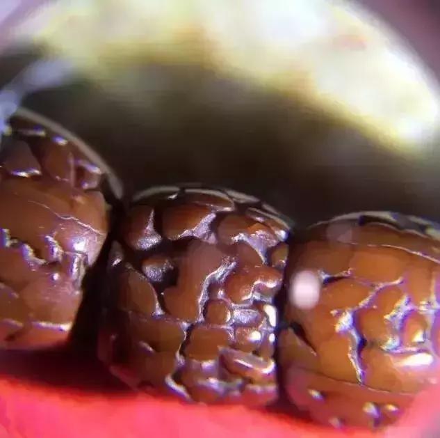 木质手串上的小虫子,手串里的小虫子