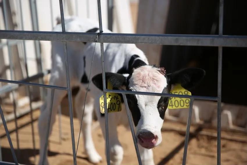 涓浗鍦ｇ墽鍙戝睍瓒嬪娍濡備綍,鍦ｇ墽甯傚満鍓嶆櫙濡備綍
