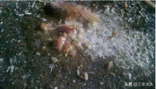 水样粪便、粪便不成形,都是肠炎惹的祸,纯中药组方帮您解决