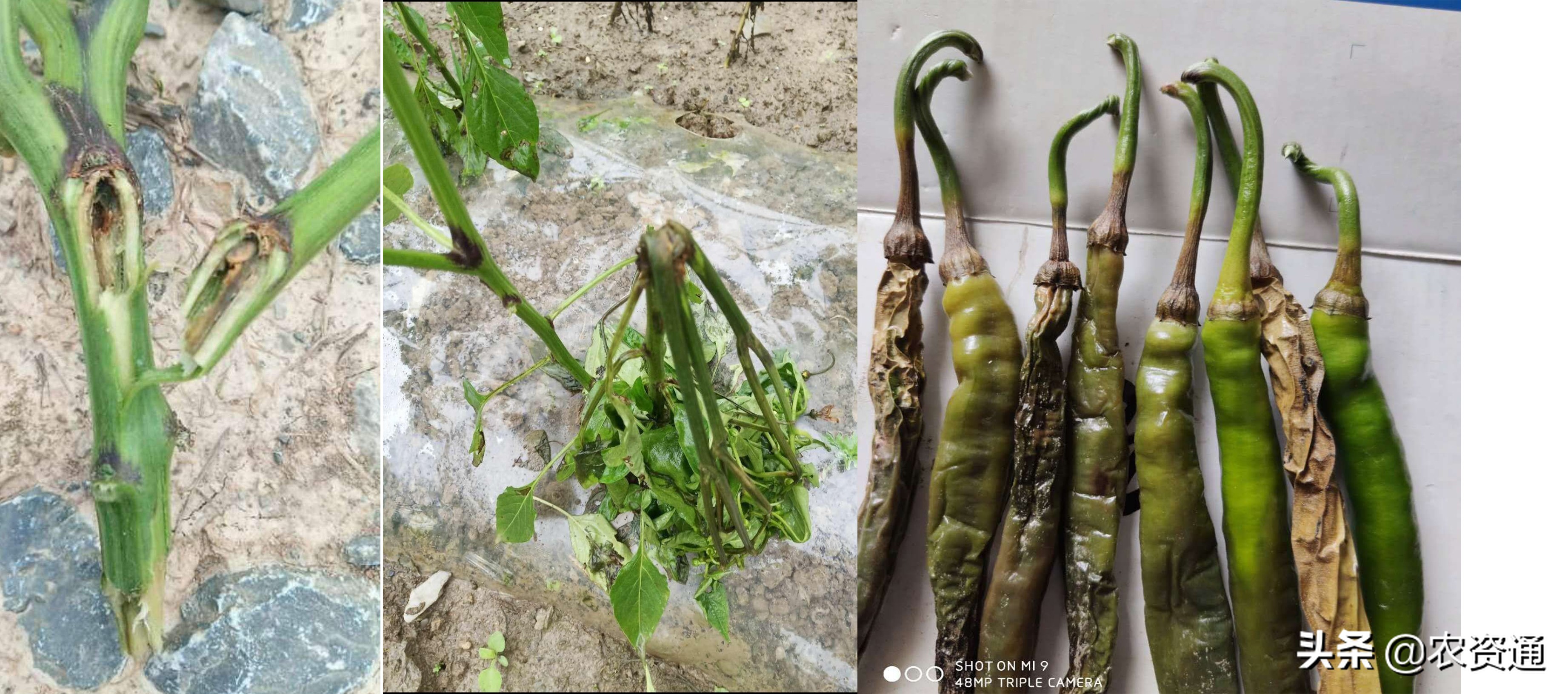 辣椒炭疽病该从什么时候开始预防,辣椒炭疽病用微生物菌剂有用吗