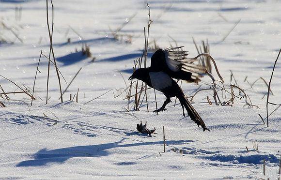 追兔捉鹰,撵兔子逮鹰的话