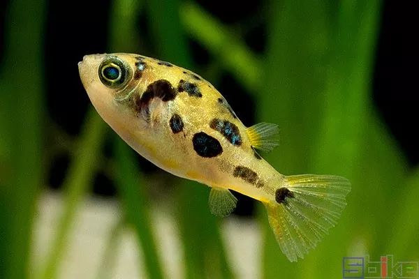 好养好看又有趣的几种观赏鱼,奇葩又好养的观赏鱼