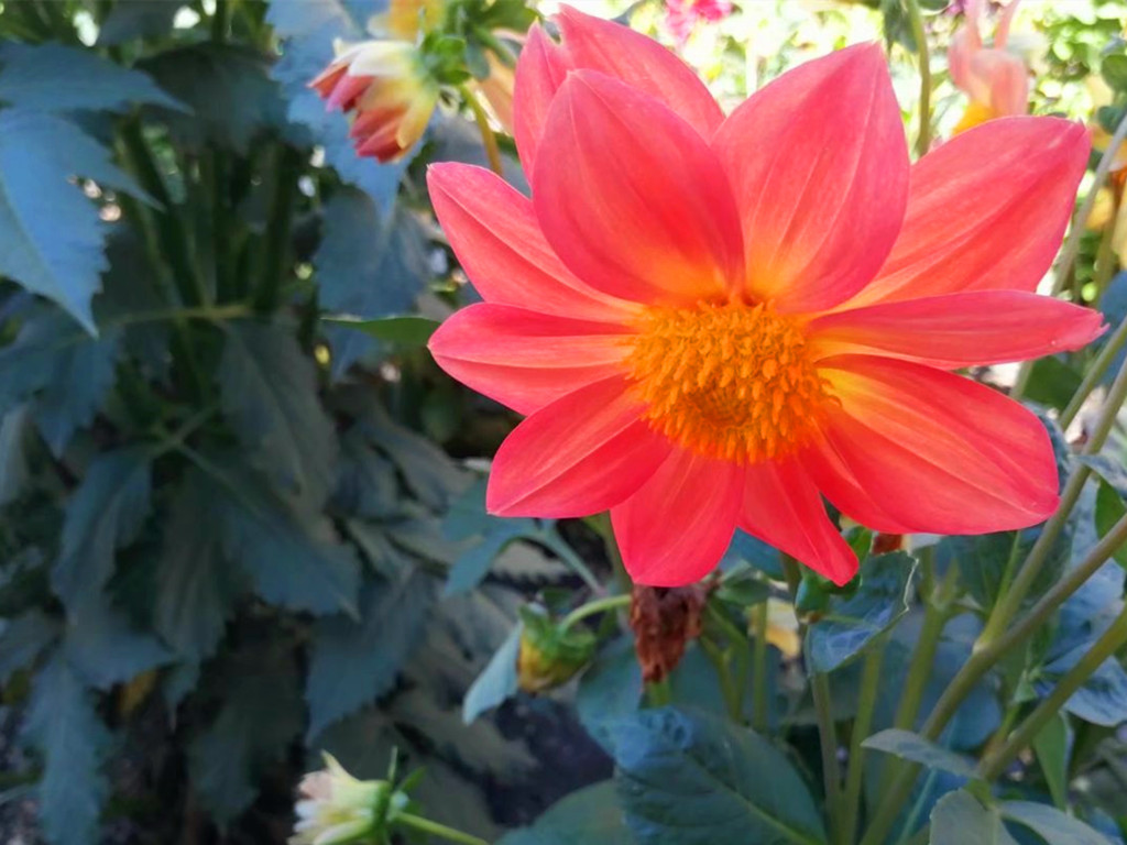 小丽花开花时可换盆,小丽花施什么肥开花多