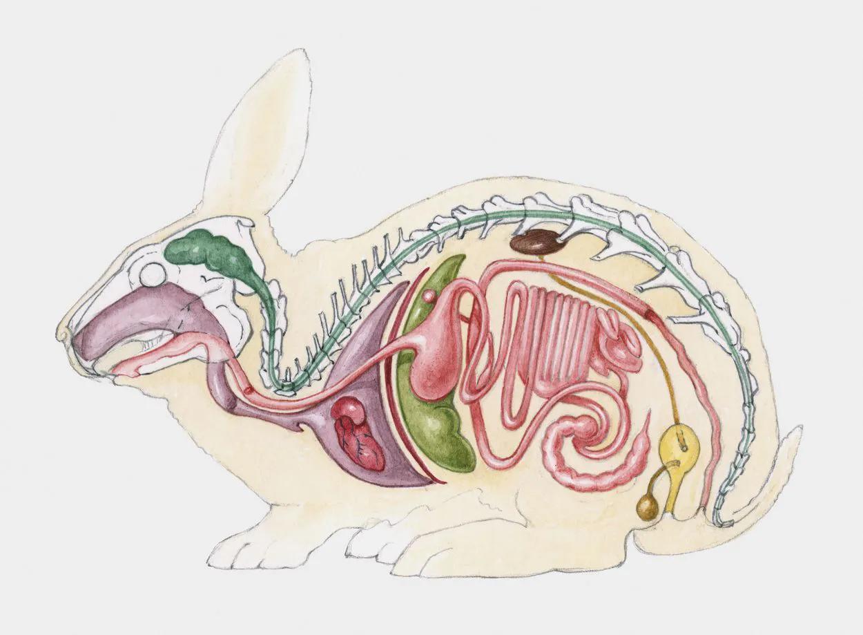 12个动物器官系统