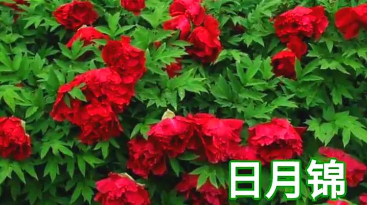 雍容华贵的国之牡丹惊艳了世界,美丽富贵的国花洛阳牡丹