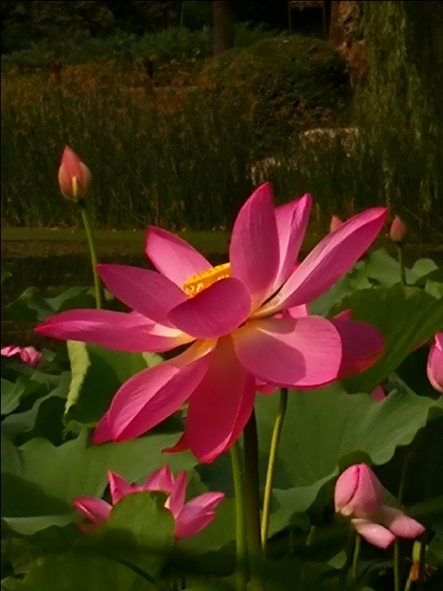 父亲节快到了又想起了我的爸爸,父亲节让我想起了自己的爸爸