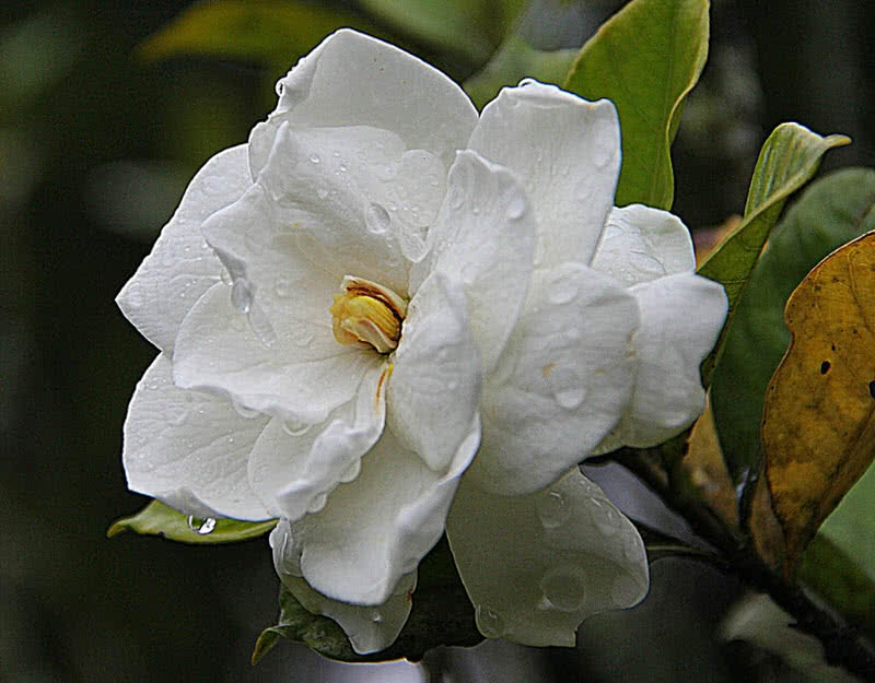 世界上最珍贵的十种玫瑰,西式婚礼用什么样鲜花