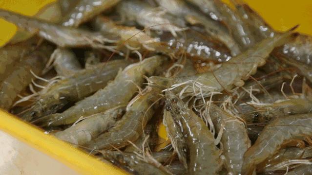 特别鲜美的虾仁你值得拥有,又白又嫩水晶虾仁