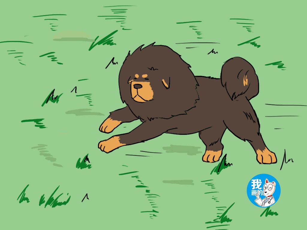 藏獒天生凶猛,藏獒的野性有多可怕