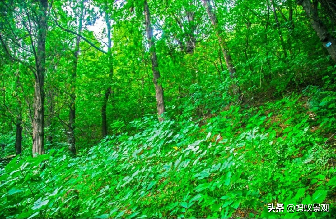 香山饭店四绝十八景是什么,香山饭店的游记