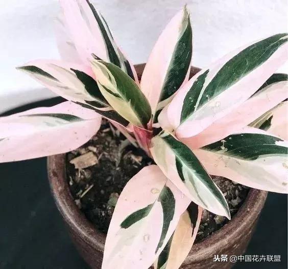 打翻了调色盘的花,打翻了调色盘的美景