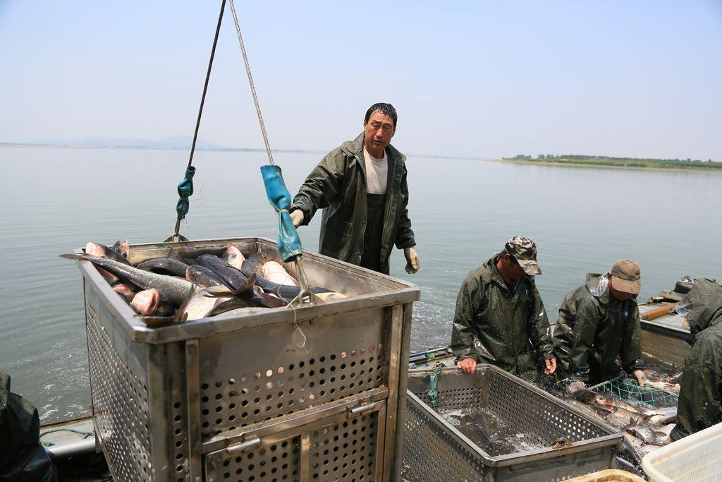 花鲢鱼要怎么养不会死,花鲢鱼怎么养才好吃