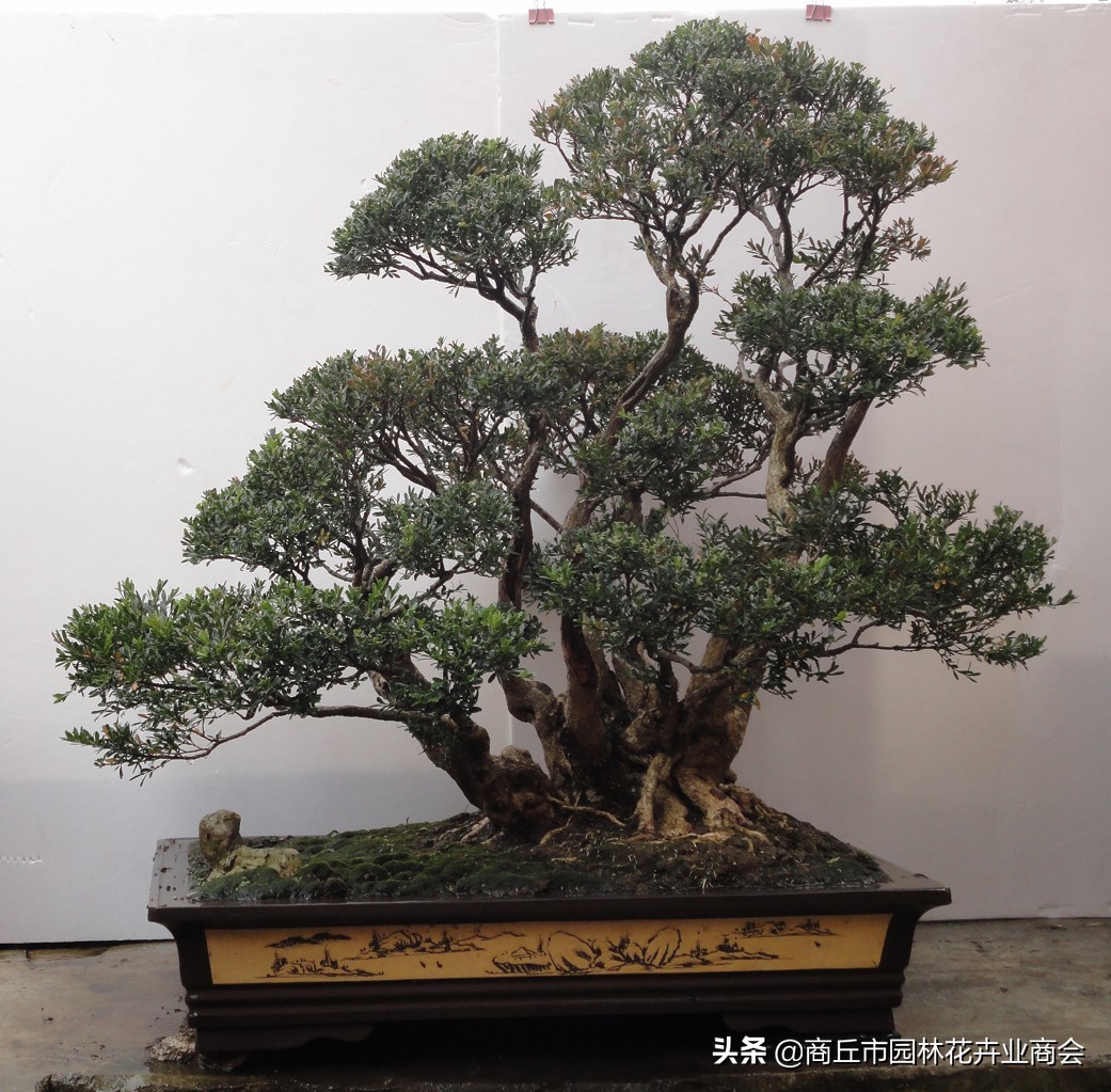 家有黄杨富贵吉祥,家有黄杨富贵满堂是什么意思