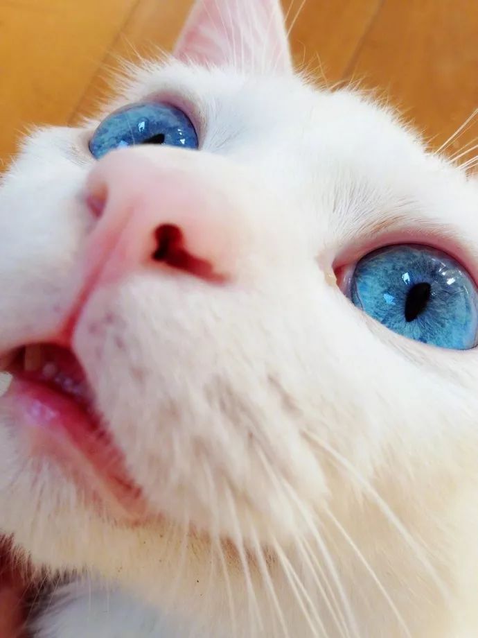 宠物猫泪痕去除神器,宠物猫泪痕怎么去除最快最有效