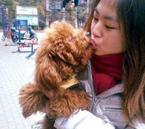 泰迪为啥总爱舔人？其实原因有6点，网友：看完恍然大悟