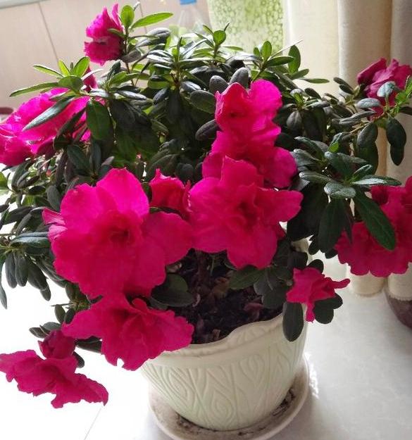 屋内除甲醛什么盆栽好,除甲醛最好最快的方法室内盆栽