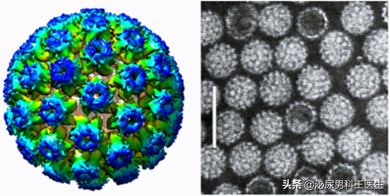 hpv疫苗对男性的身体有威胁吗,HPV疫苗对人体的副作用