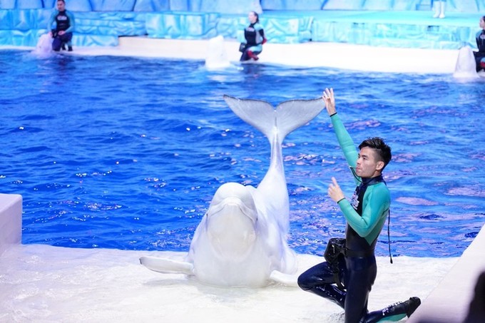 珠海长隆海洋王国官网预约,珠海长隆海洋王国英语介绍