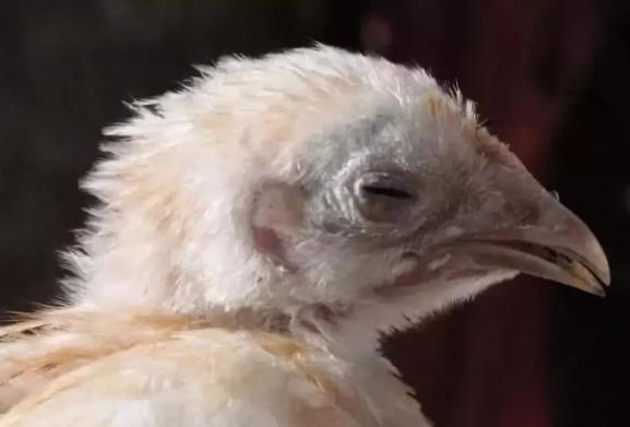 咳嗽老不好中医辨证,咳嗽老不好不知该咋治