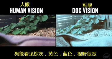 色盲悖论是什么，如何解释才能不留BUG？带你深入认识色盲