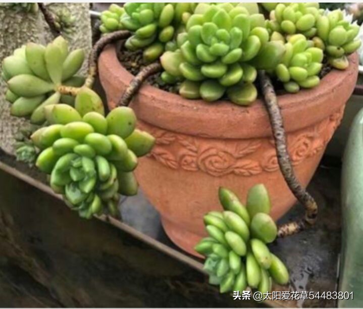 多肉冻伤叶片全部化水了怎么补救,多肉为什么夏天黑根了还能活