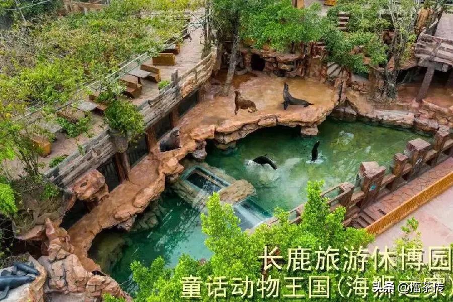 童话动物王国卡组,童话动物王国