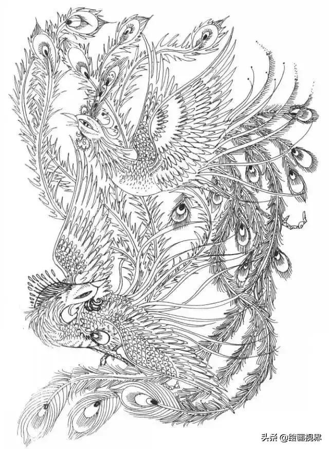凤凰绘画中国风线稿,凤凰白描线稿特点