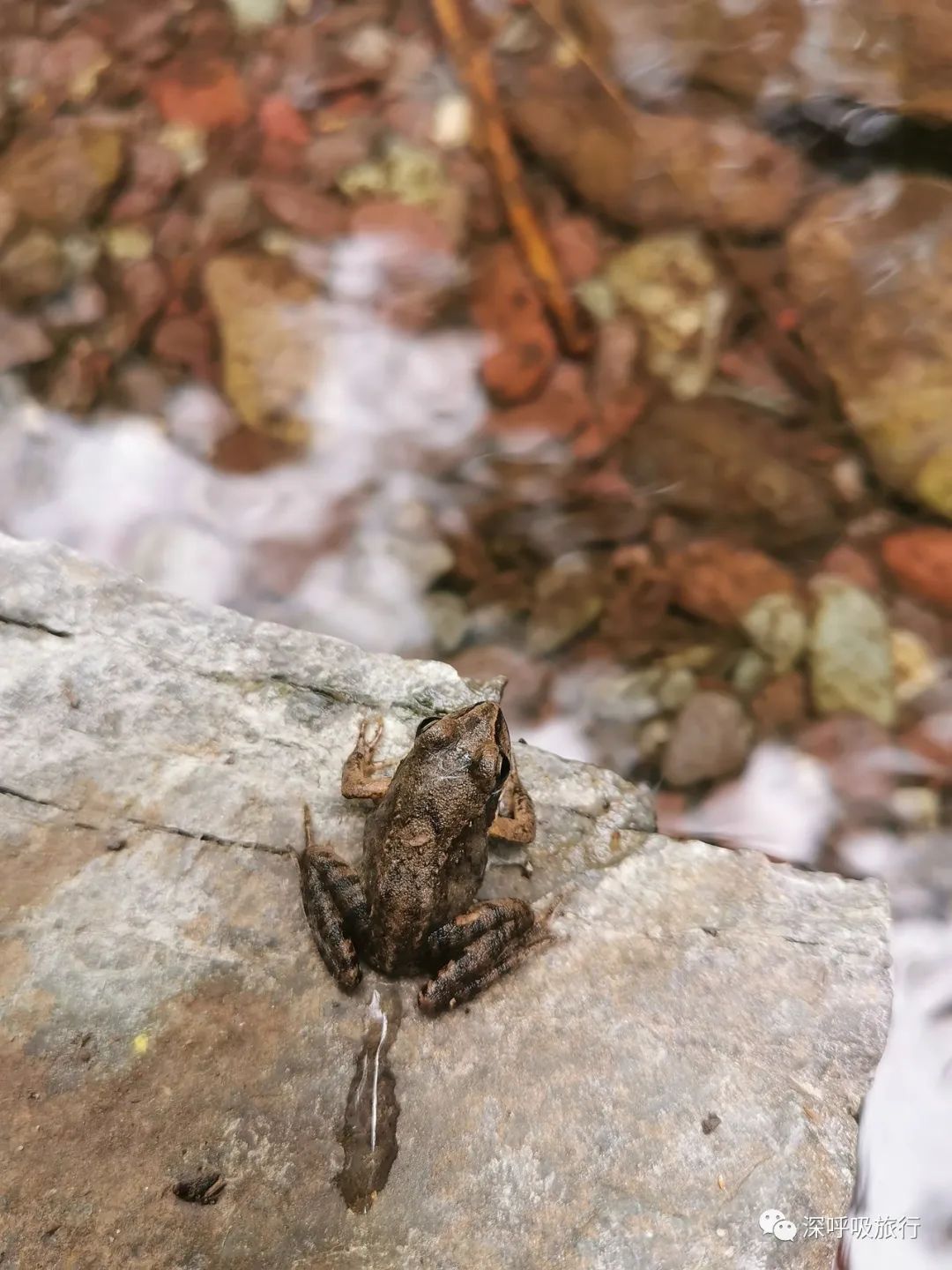 靖西双龙峡网红小火车,京西小九寨二日游