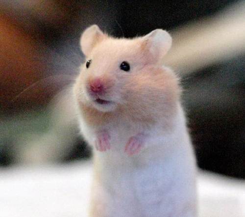 仓鼠咬人怎么教训它,仓鼠咬人是怎么样的
