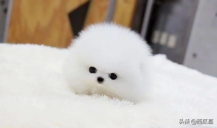 十种最像熊的狗,耳朵像熊的宠物狗