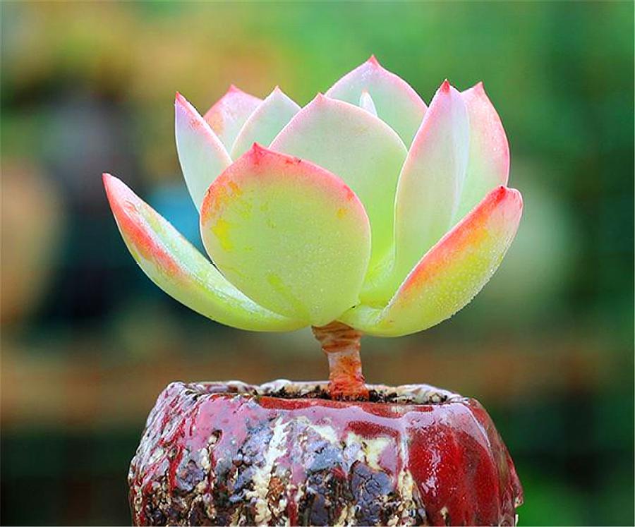 最值得买的多肉品种,包邮最漂亮多肉