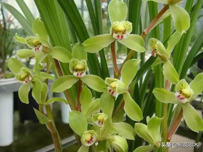 春兰春剑送春莲瓣兰蕙兰怎么分别,蕙兰春兰春剑莲瓣兰对光照的要求