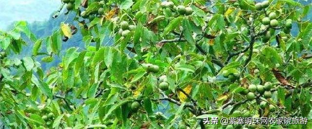 兴隆县花市村煎饼王农家院,承德兴隆煎饼的做法