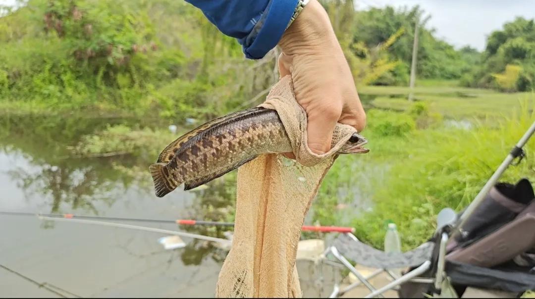 “伤人鱼”排名了，钓到解钩需小心，轻则疼痛几天，重则截肢