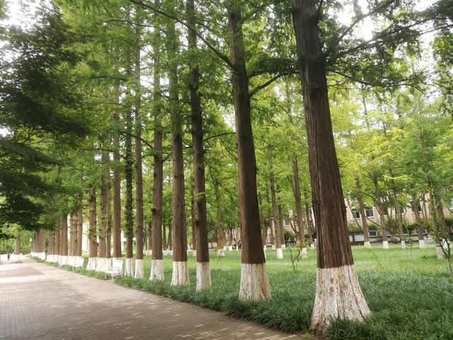 银杏水杉的化石图片,挺拔的水杉